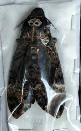 Real Death Head Moth Closed Wings | Acherontia lachesis Specimen | Gothic Insect Display