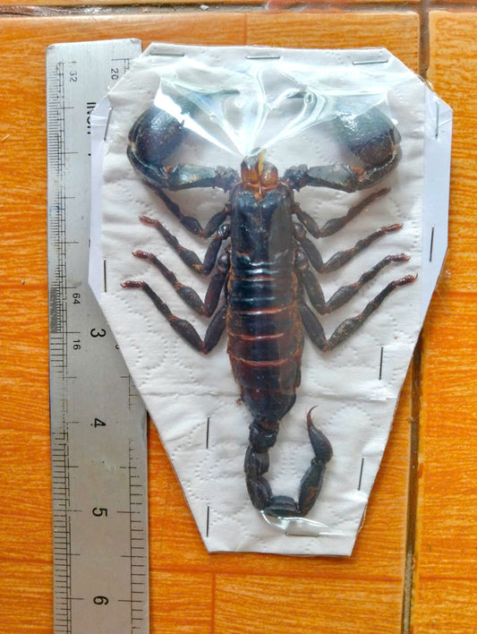Pack of 20 Real Scorpion Specimens | Heterometrus laoticus | Large Preserved Scorpions for Collection & Display (Copy)
