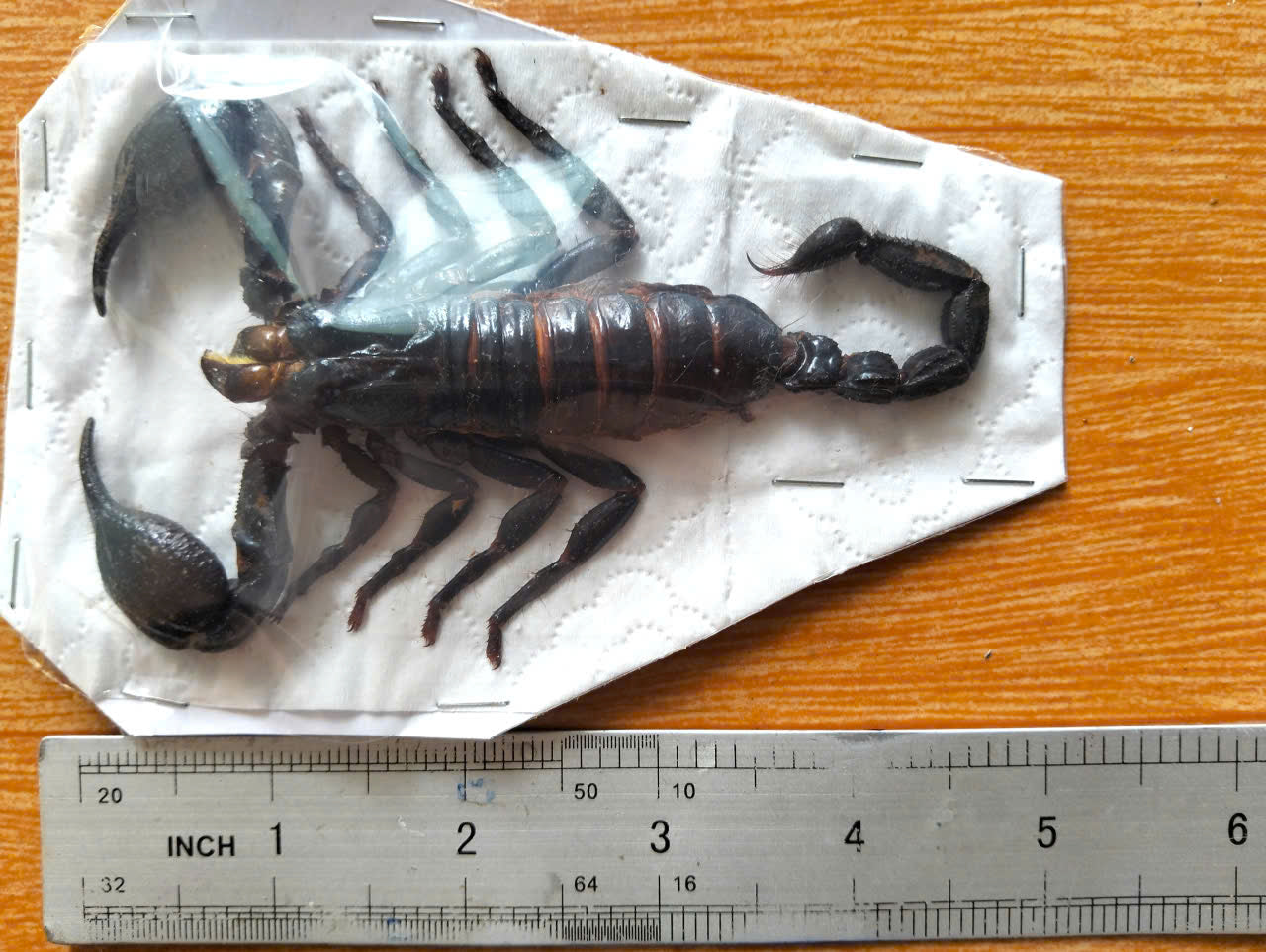 Pack of 20 Real Scorpion Specimens | Heterometrus laoticus | Large Preserved Scorpions for Collection & Display (Copy)