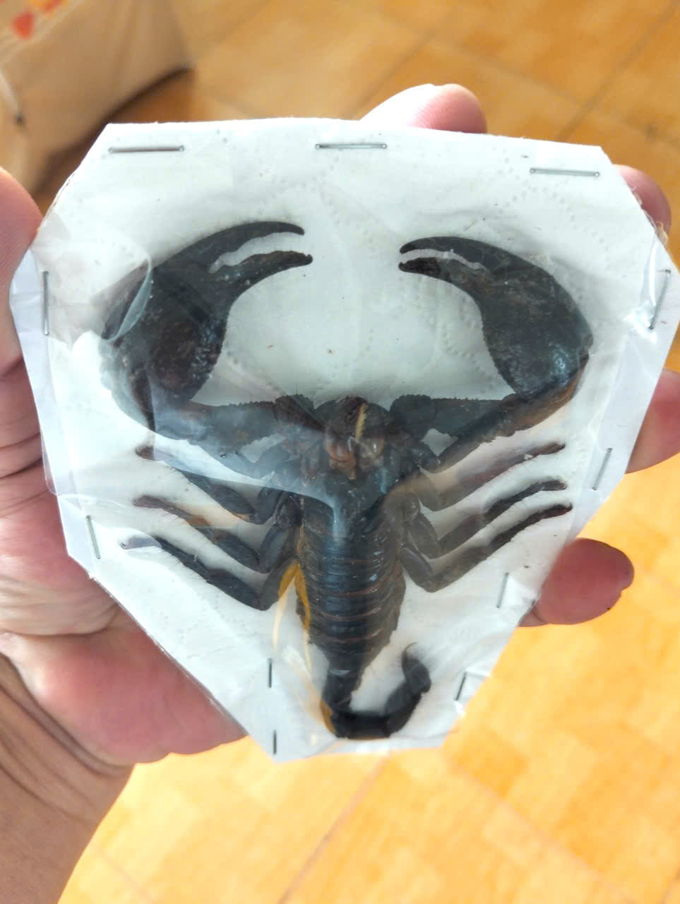 Pack of 20 Real Scorpion Specimens | Heterometrus laoticus | Large Preserved Scorpions for Collection & Display (Copy)
