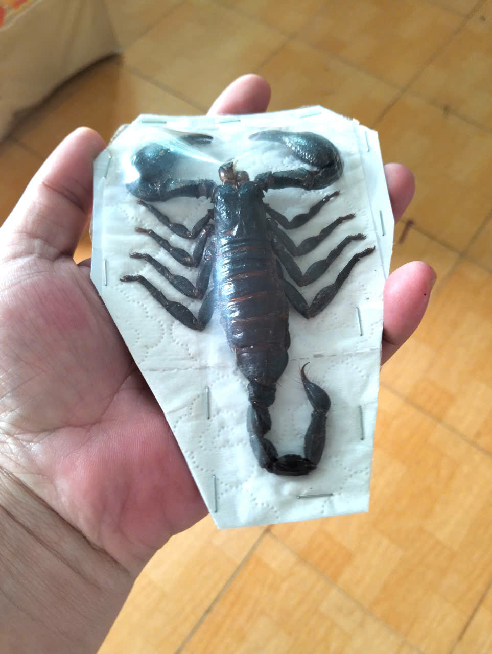Pack of 20 Real Scorpion Specimens | Heterometrus laoticus | Large Preserved Scorpions for Collection & Display (Copy)