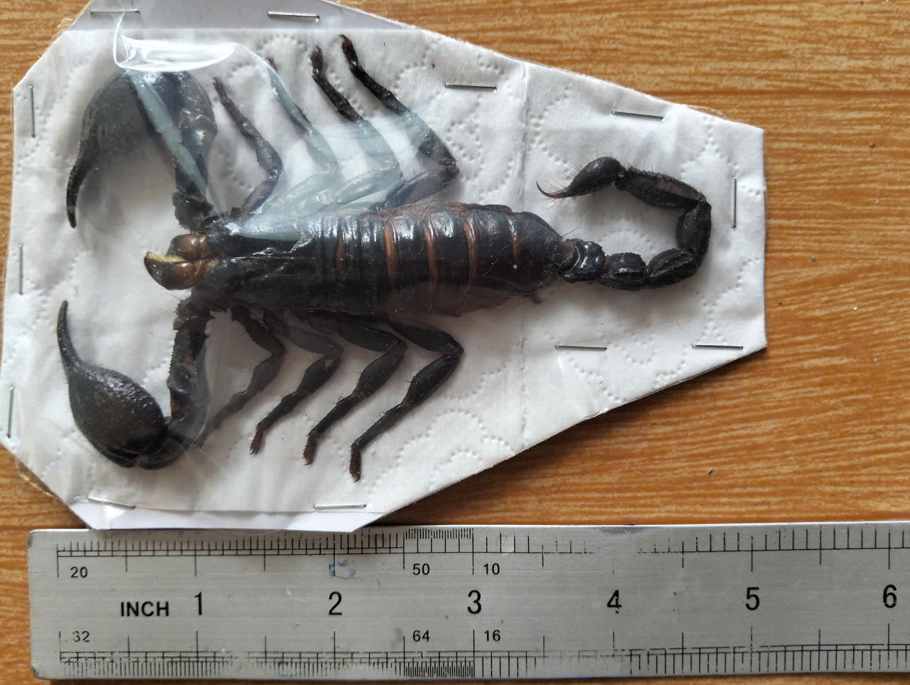 Pack of 20 Real Scorpion Specimens | Heterometrus laoticus | Large Preserved Scorpions for Collection & Display (Copy)