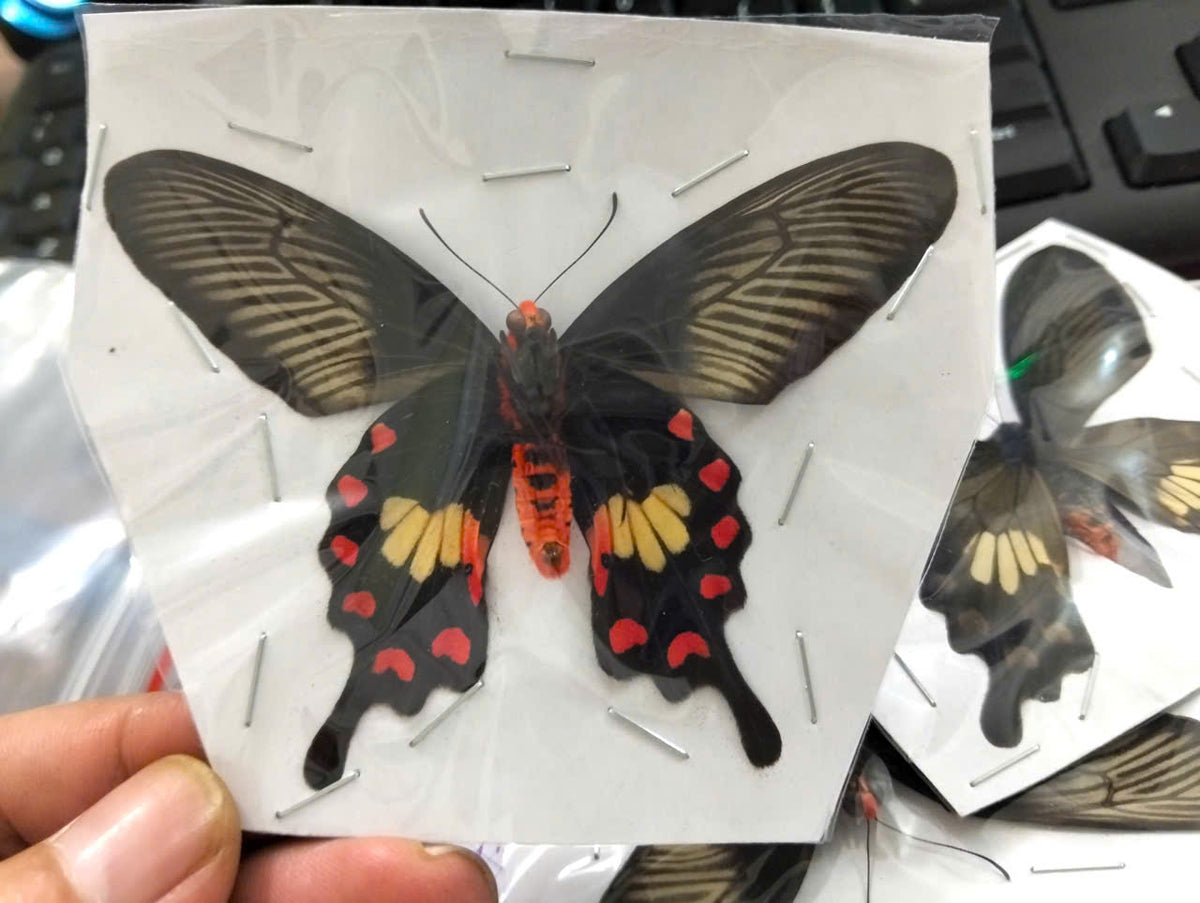 Pack of 2 Common Rose Butterfly Specimen, Pachliopta aristolochiae, Real Spread Wing Butterfly for Collection and Display