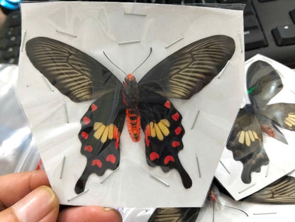 Pack of 2 Common Rose Butterfly Specimen, Pachliopta aristolochiae, Real Spread Wing Butterfly for Collection and Display