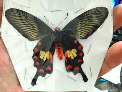 Pack of 2 Common Rose Butterfly Specimen, Pachliopta aristolochiae, Real Spread Wing Butterfly for Collection and Display