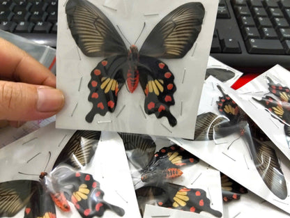Pack of 2 Common Rose Butterfly Specimen, Pachliopta aristolochiae, Real Spread Wing Butterfly for Collection and Display