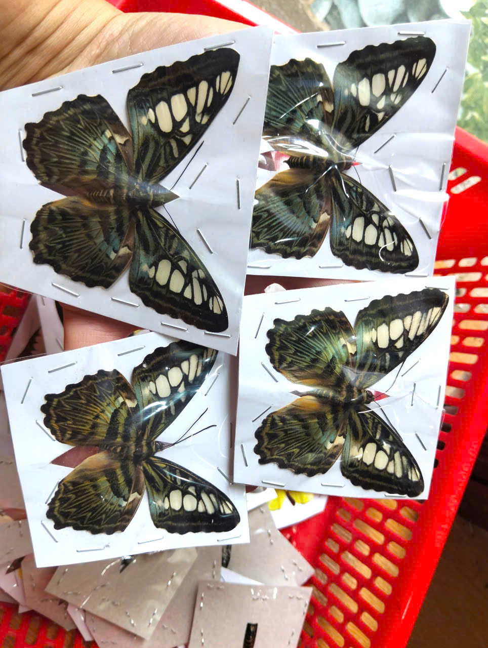 Pack of 2 Clipper Butterflies – Parthenos sylvia, Real Spread Wing Specimens