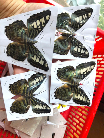 Pack of 2 Clipper Butterflies – Parthenos sylvia, Real Spread Wing Specimens