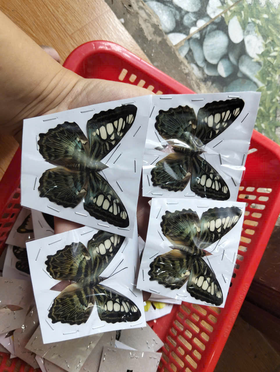 Pack of 2 Clipper Butterflies – Parthenos sylvia, Real Spread Wing Specimens
