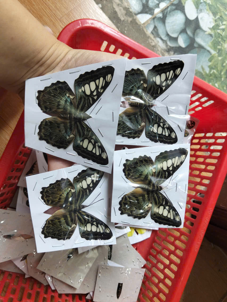 Pack of 2 Clipper Butterflies – Parthenos sylvia, Real Spread Wing Specimens