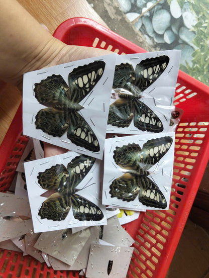 Pack of 2 Clipper Butterflies – Parthenos sylvia, Real Spread Wing Specimens