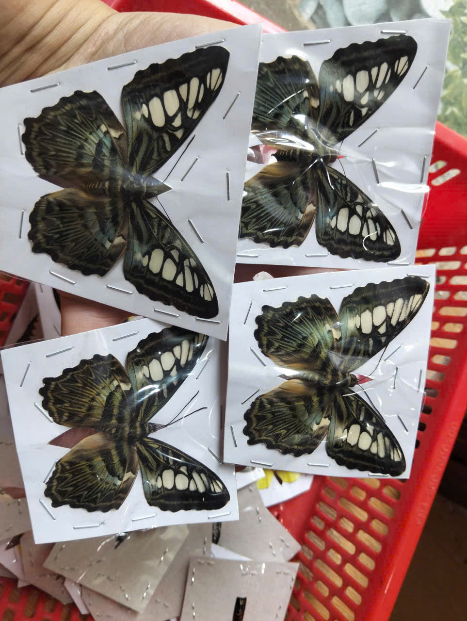 Pack of 2 Clipper Butterflies – Parthenos sylvia, Real Spread Wing Specimens