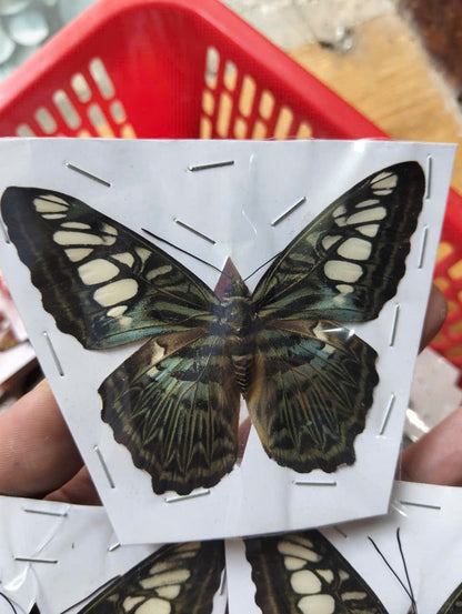 Pack of 2 Clipper Butterflies – Parthenos sylvia, Real Spread Wing Specimens