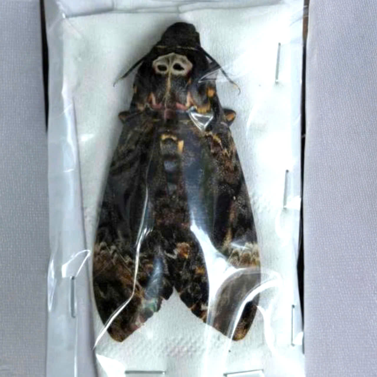 Real Death Head Moth Closed Wings | Acherontia lachesis Specimen | Gothic Insect Display