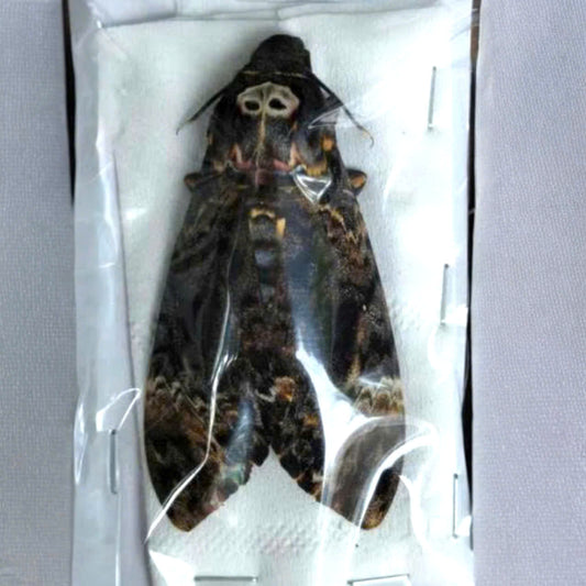 Real Death Head Moth Closed Wings | Acherontia lachesis Specimen | Gothic Insect Display