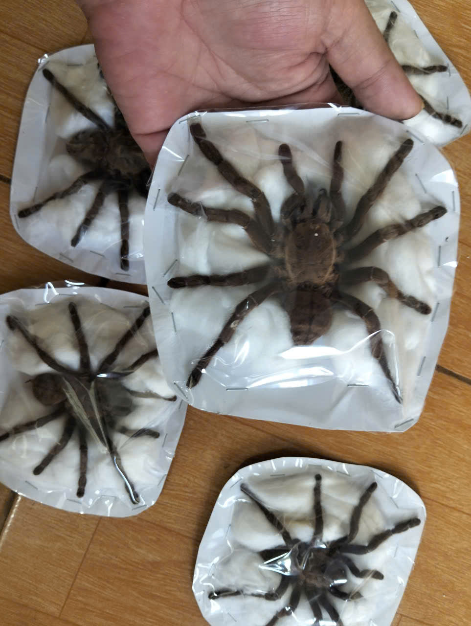 Pack of 15 Real Haplopelma Longipes Tarantula Specimen | Preserved Spider for Collection, Display & Taxidermy