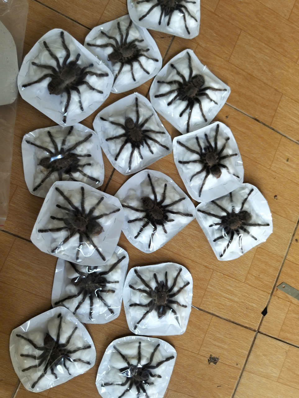 Pack of 15 Real Haplopelma Longipes Tarantula Specimen | Preserved Spider for Collection, Display & Taxidermy