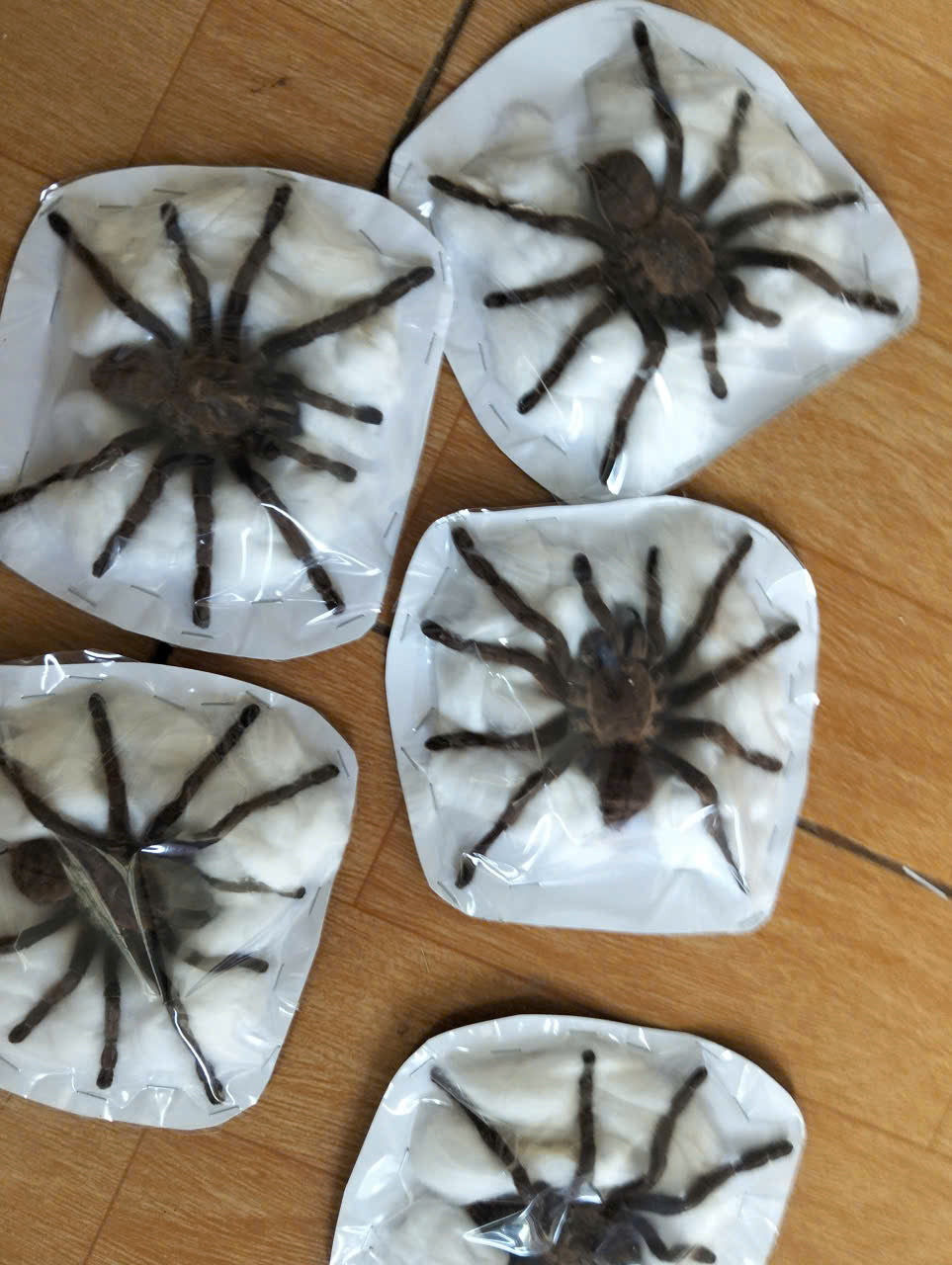 Pack of 15 Real Haplopelma Longipes Tarantula Specimen | Preserved Spider for Collection, Display & Taxidermy