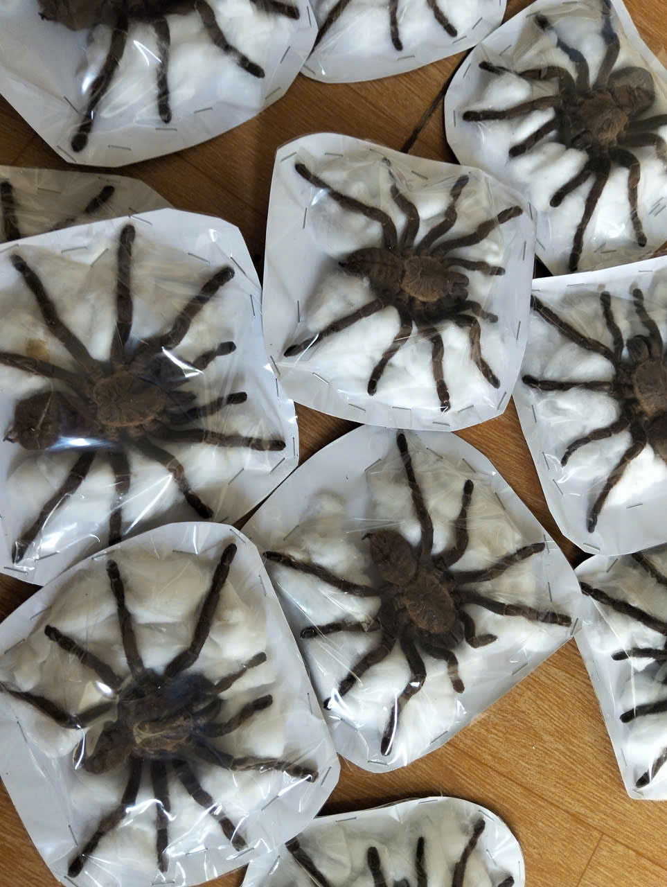 Pack of 15 Real Haplopelma Longipes Tarantula Specimen | Preserved Spider for Collection, Display & Taxidermy