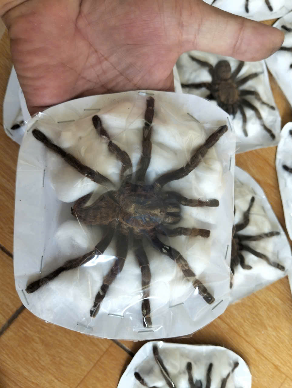 Pack of 15 Real Haplopelma Longipes Tarantula Specimen | Preserved Spider for Collection, Display & Taxidermy