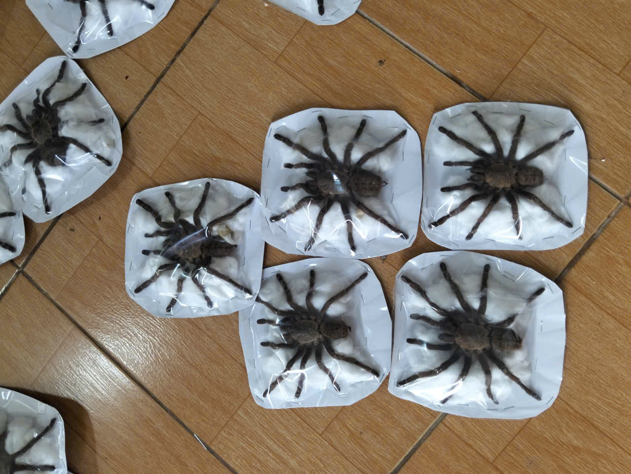 Pack of 15 Real Haplopelma Longipes Tarantula Specimen | Preserved Spider for Collection, Display & Taxidermy