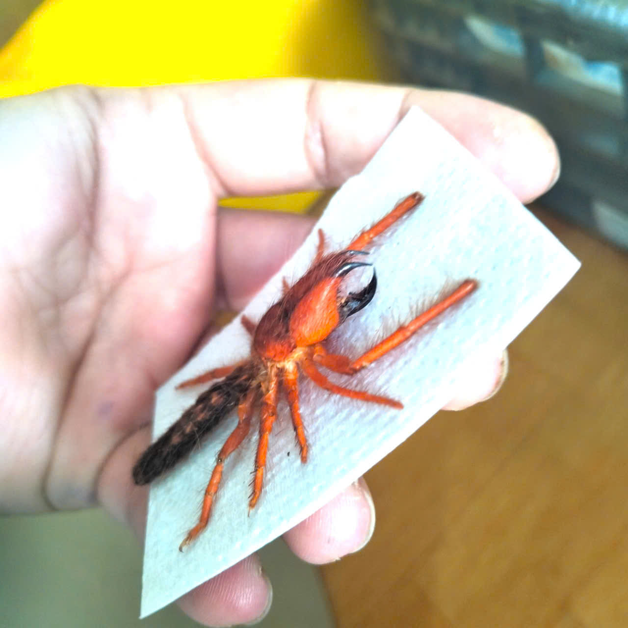 Pack of 20 Dinorhax rostrumpsittaci Camel Spider – Vietnamese Camel Spider Solifugae Specimens