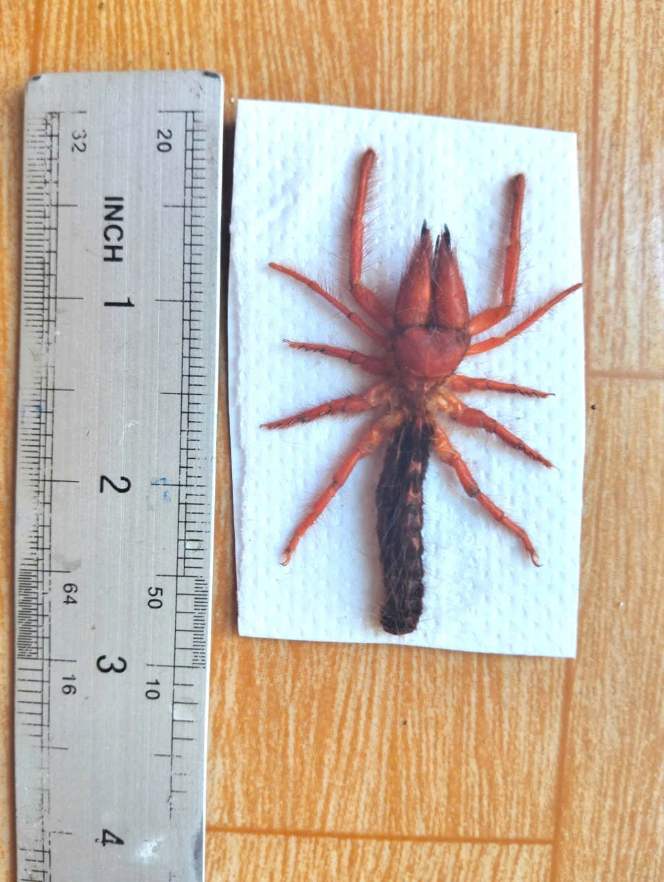 Pack of 20 Dinorhax rostrumpsittaci Camel Spider – Vietnamese Camel Spider Solifugae Specimens